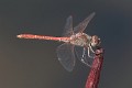 J15B0345 Sympetrum sinaiticum male